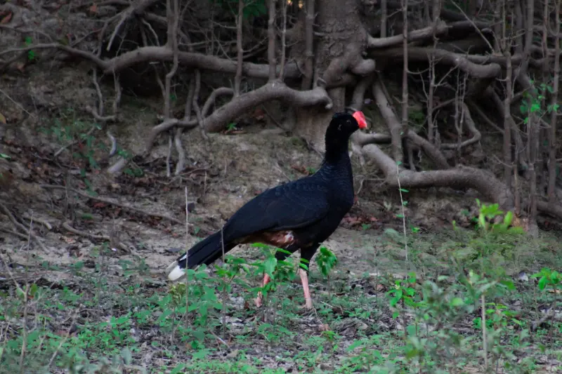 Razor billed Curassow