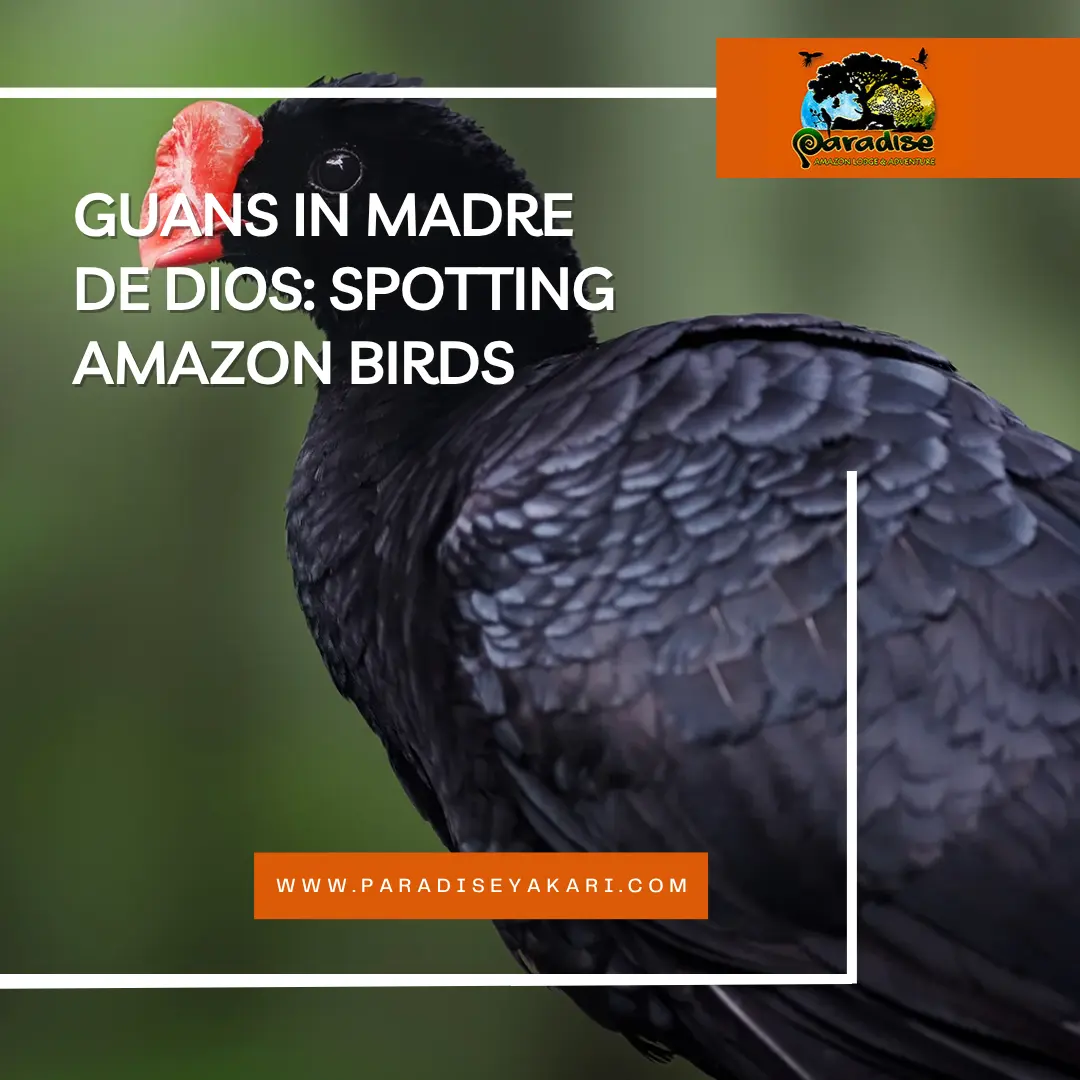 Guans