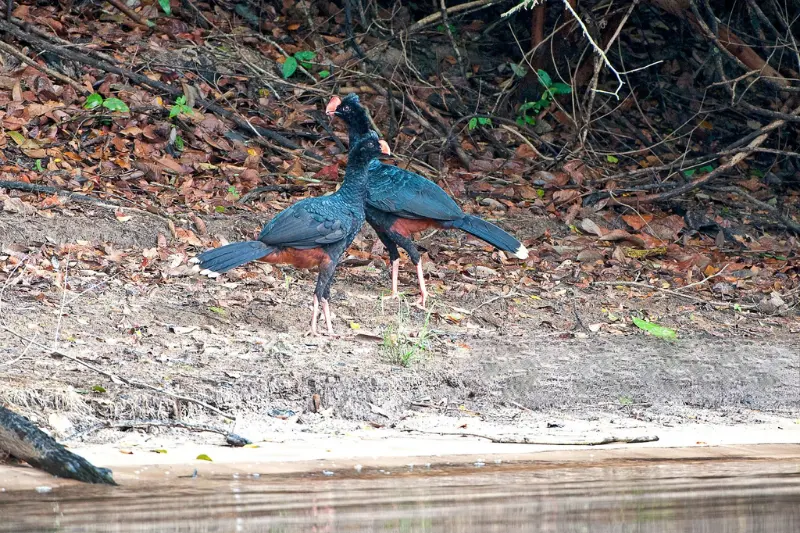 Razor billed Curassow