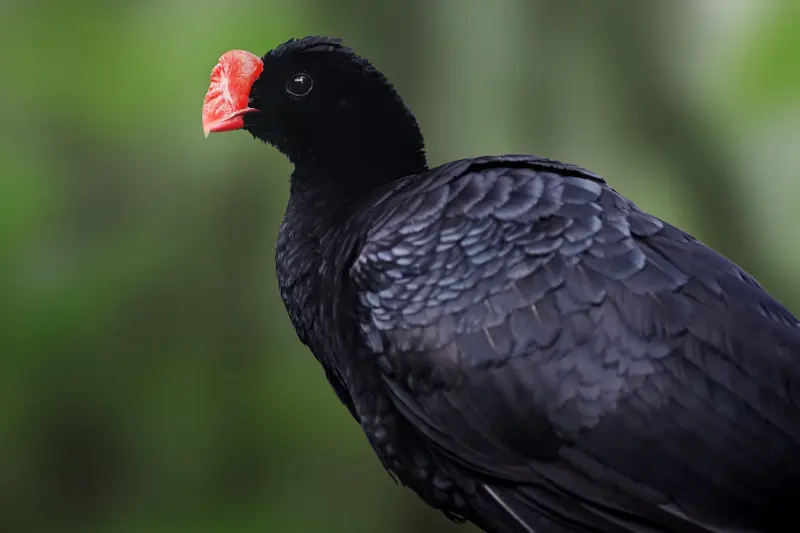 Razor billed Curassow