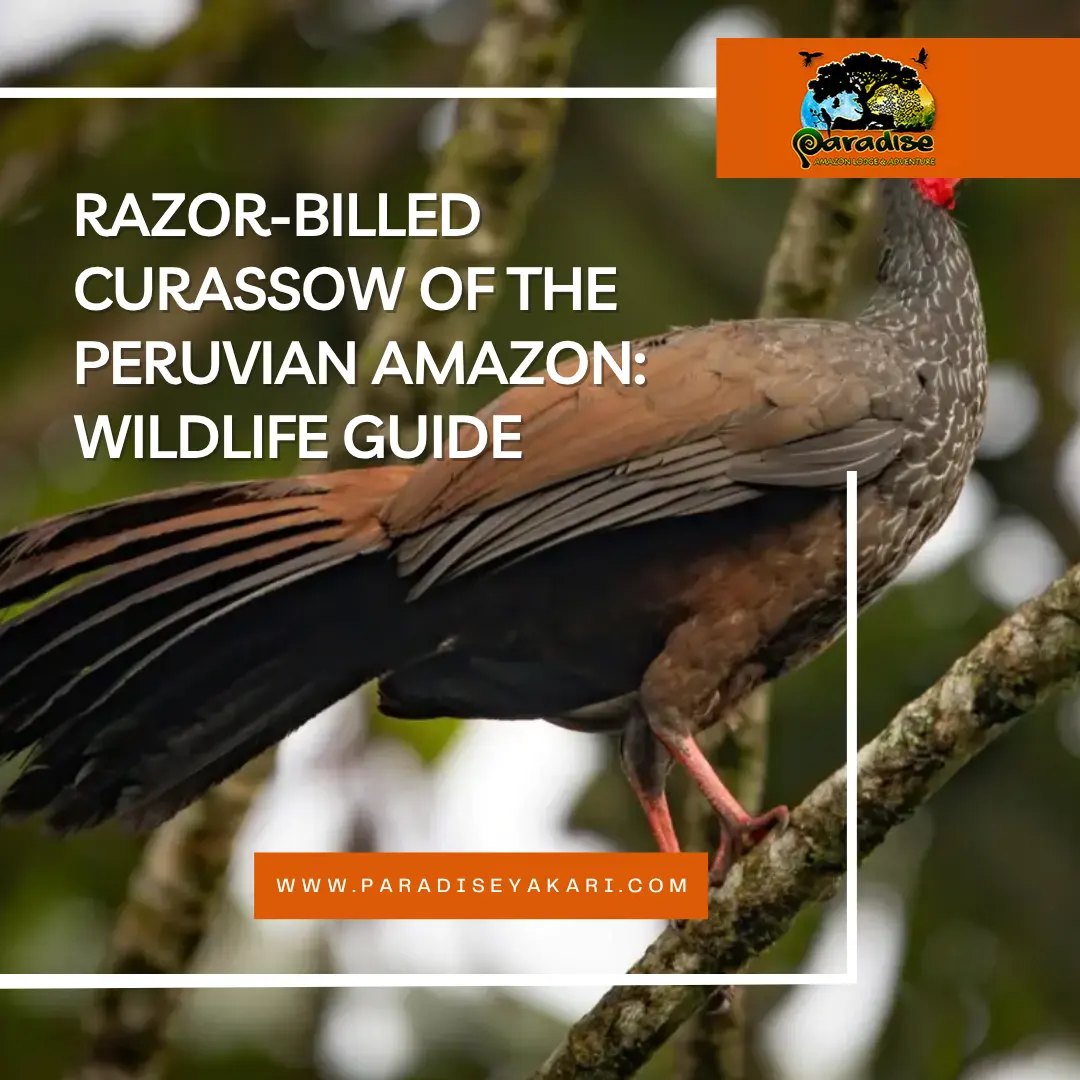 Razor billed Curassow