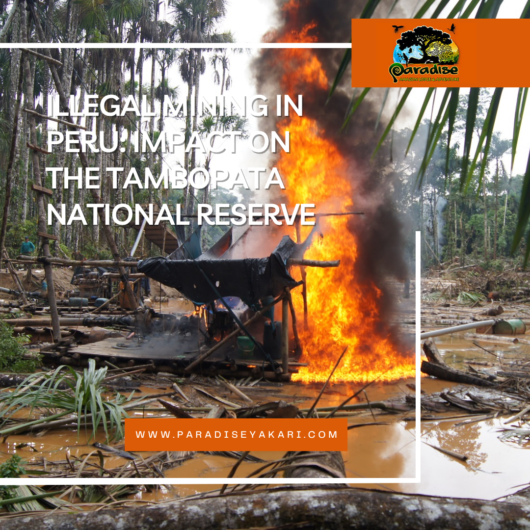 Illegal Mining in Peru