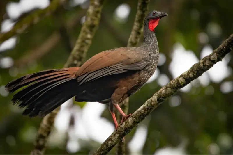 Guans