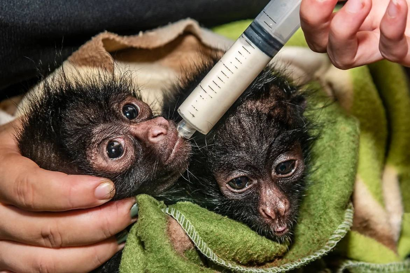 Taricaya Rescue Centre