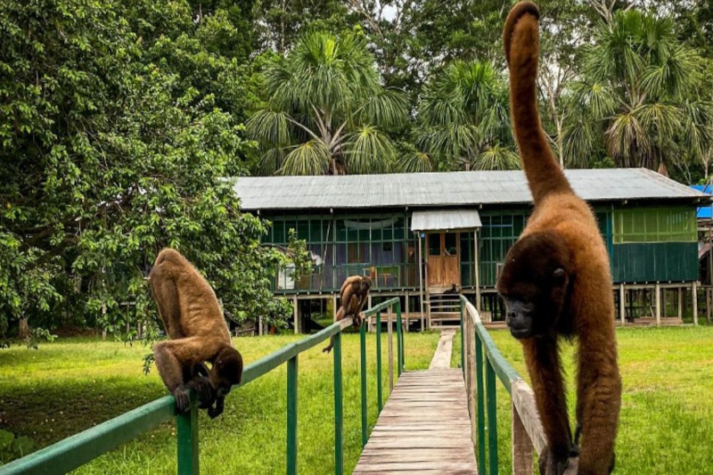 Monkey Island Peru