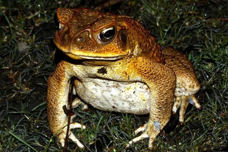are cane toads poisonous