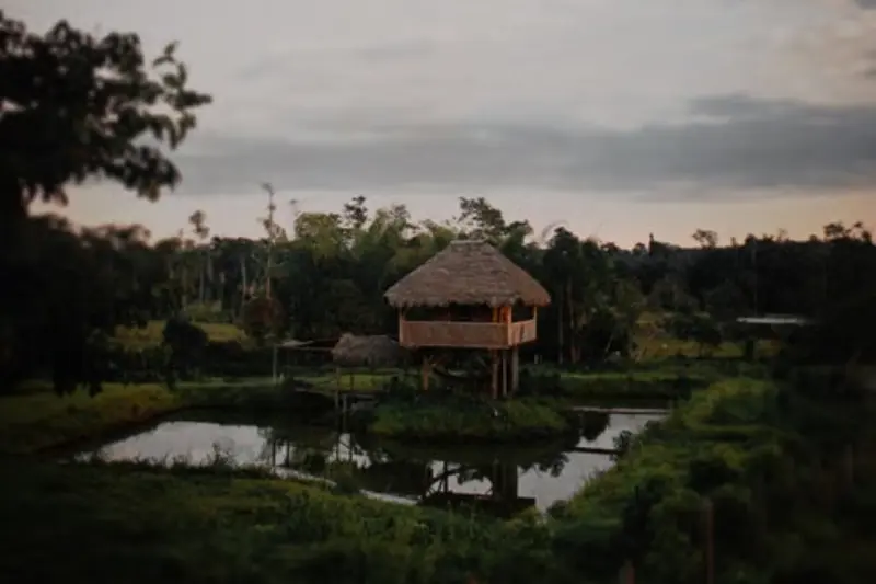 wifi in the amazon rainforest