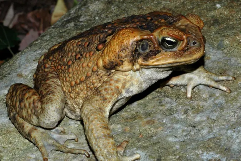 are cane toads poisonous