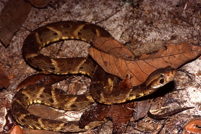 jergon snake