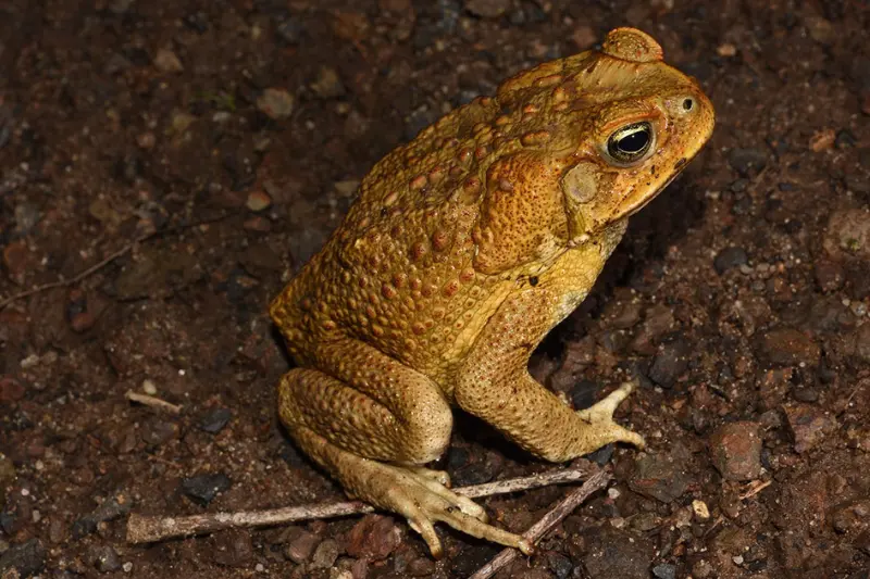 are cane toads poisonous