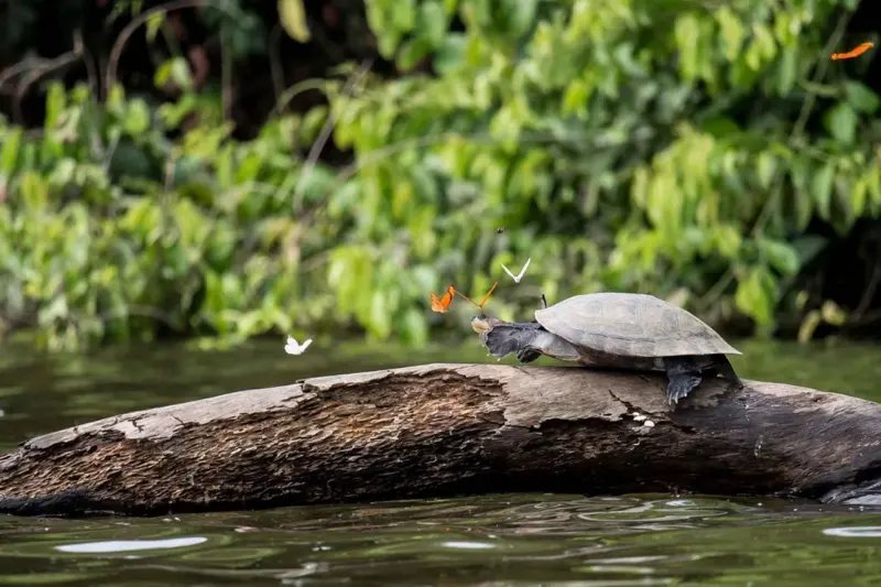 manu national park vs tambopata