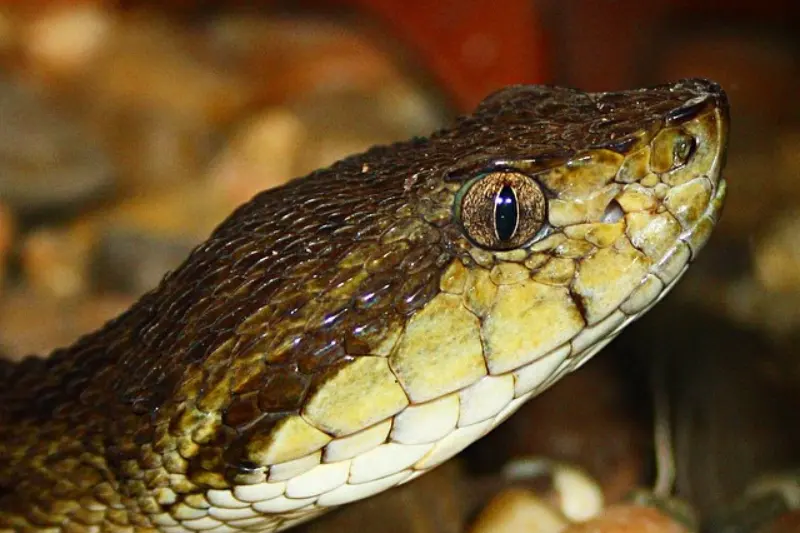 jergon snake