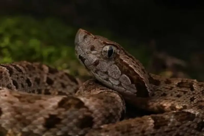 jergon snake